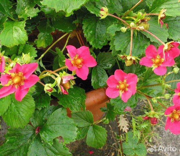 Клубника с розовыми цветами в наличии