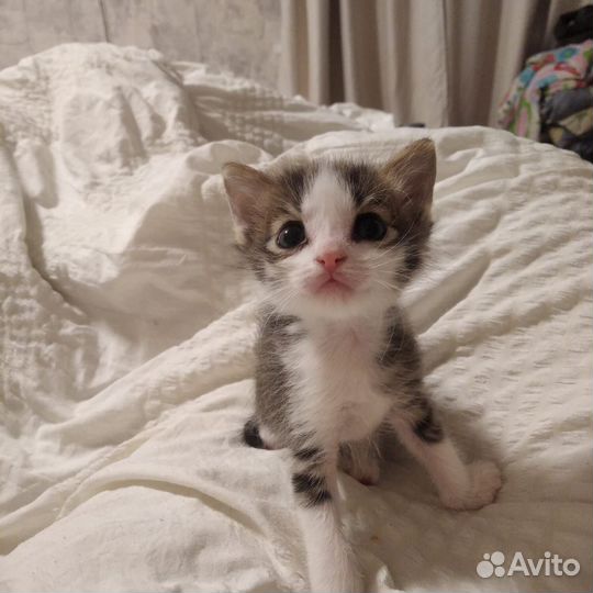 Кошка в дар бесплатно