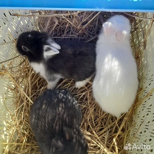 Французики