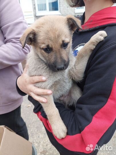 Щенки в добрые руки