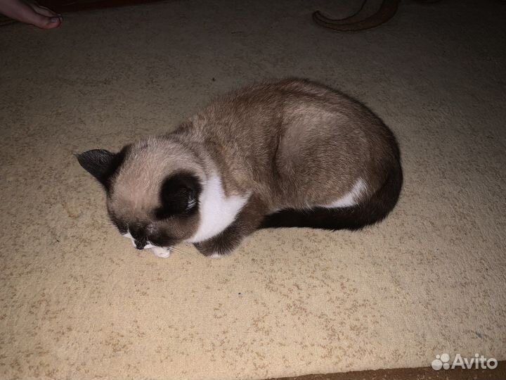 Кот для вязки