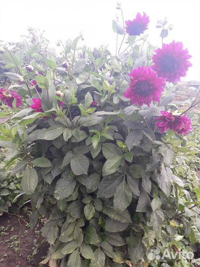 Георгин (клубни)