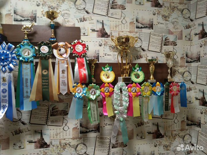 Лабрики детки