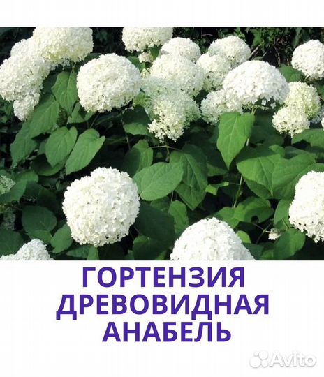 Гортензия древовидная анабель