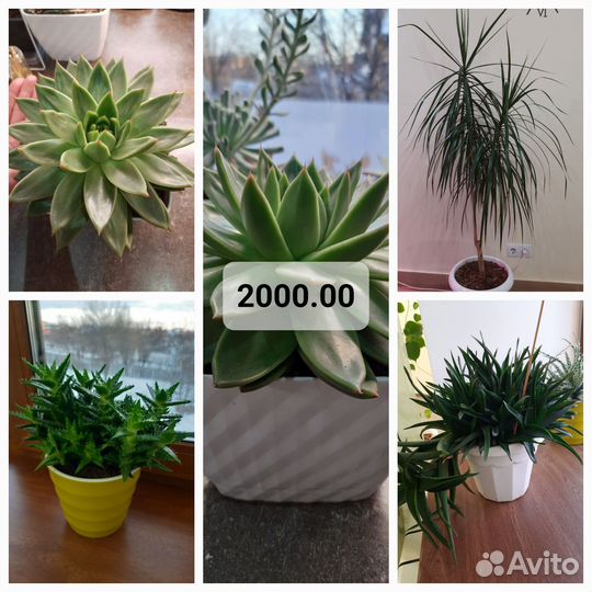 Цветы комнатные кактус суккулент