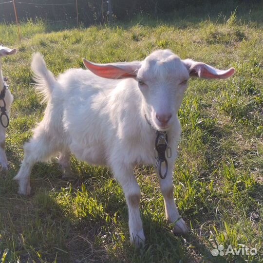 Козлята