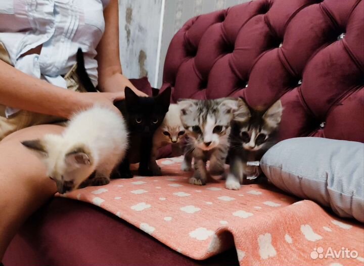 Котята сказочной красоты в дар