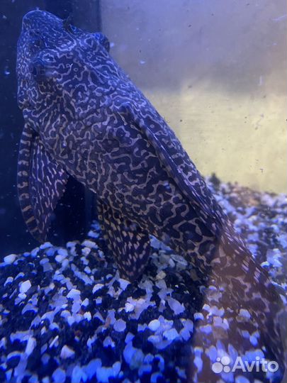 Аквариумный сом парчовый птеригоплихт