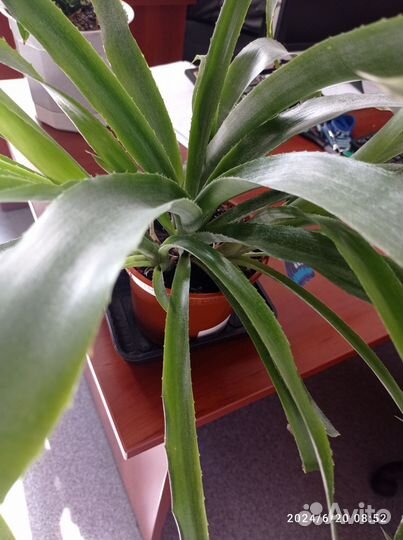 Бильбергия