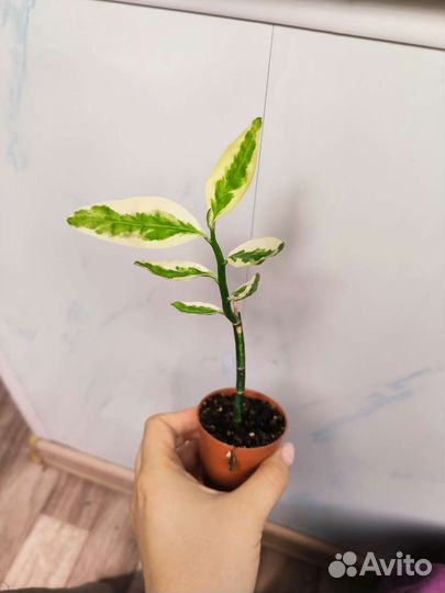 Суккуленты, крассула, педилантус