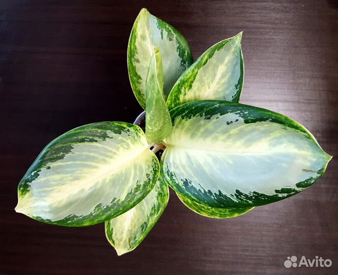 Аглаонема Король слон / Khan Kluay / Уши слона