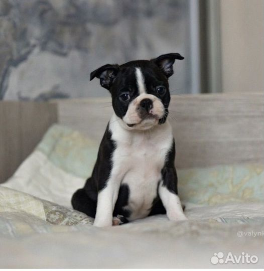 Щенки бостон терьер