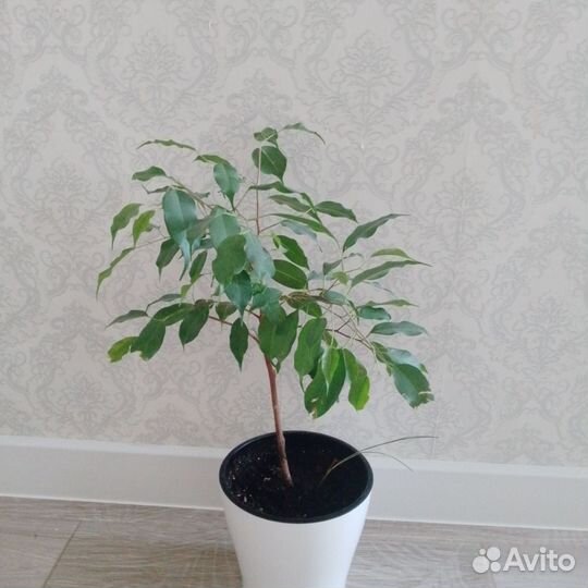 Фикус бенджамина