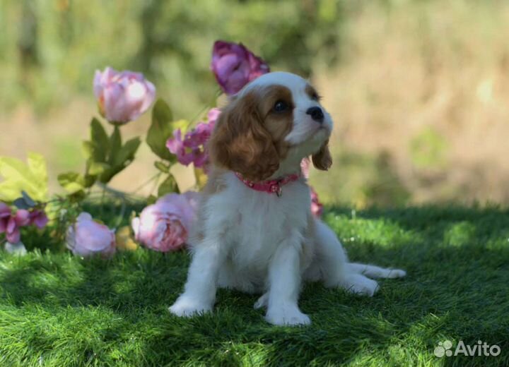 Кавалер Кинг Чарльз Спаниель