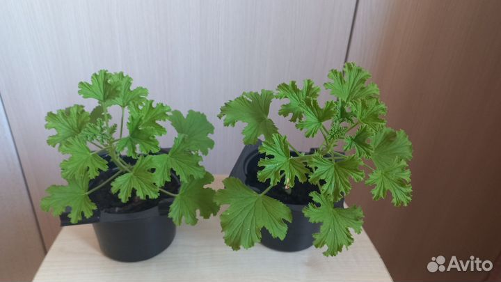 Пеларгония герань душистая