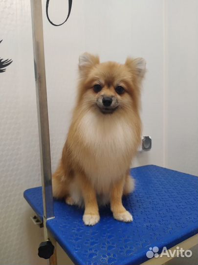 Стрижка собак и кошек в п.г.т. Алексеевка(Кинель)