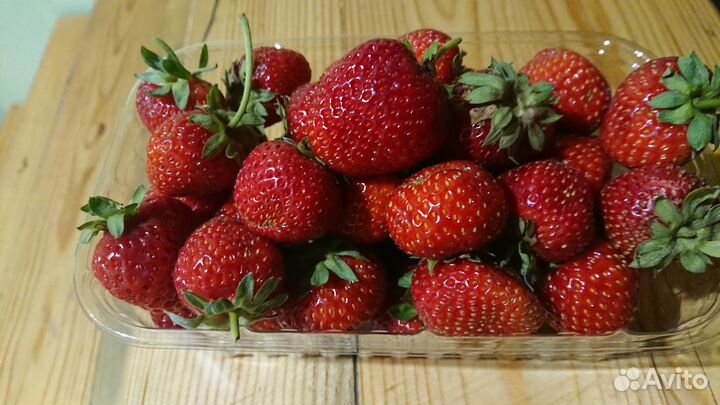 Земляника садовая