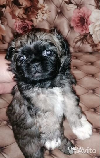 Щенки пекинеса