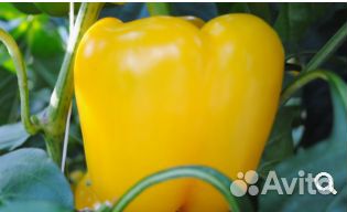 Семена Перца 