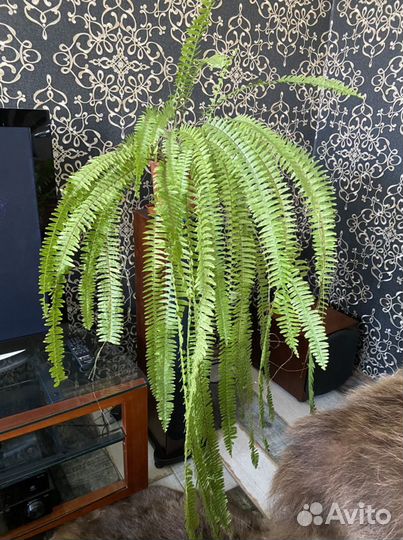 Хойя,Бугенвиллия,Молочай,папоротник,аглаонема, гиб