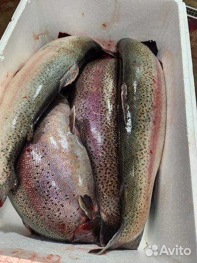 Форель морская с доставкой опт и икрой