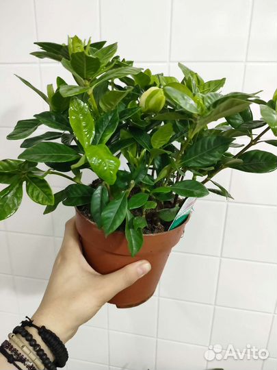 Гардения жасминовидная