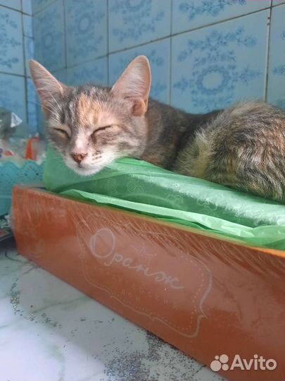 Котята в дар две девочки и мальчик