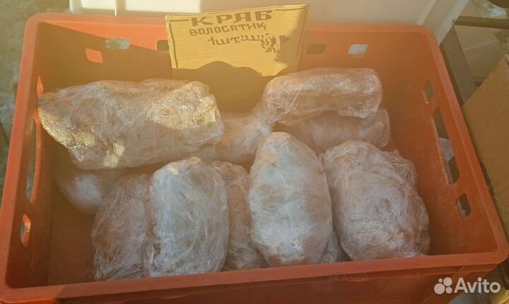 Рыба свежая и свежемороженая сырок