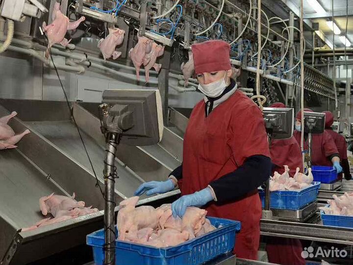Вахтовка на птицефабрике, стабильная зарплата