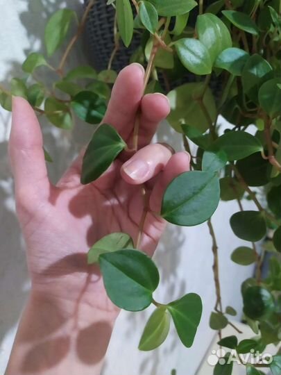 Пеперомия ампельная