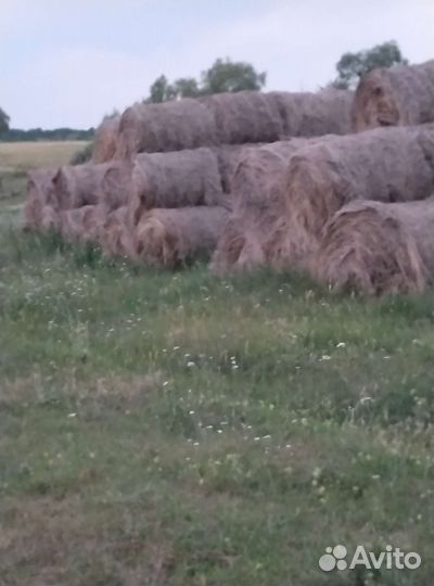 Сено в рулонах
