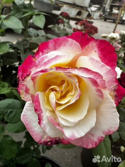 Розы Дэвида Остина питомник