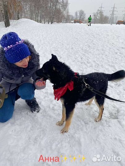 Щенок Эль ищет семью