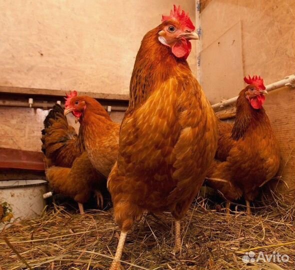 Куры-несушки