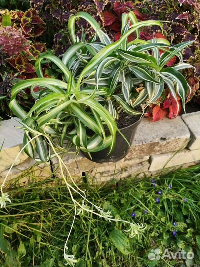 Хлорофитум плюс драцена