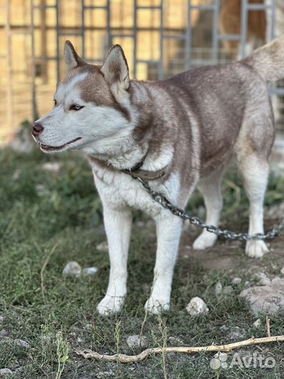 Собака в добрые руки Хаски