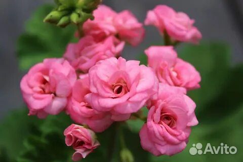 Розебудная пеларгония Grainger's Antigue Rose