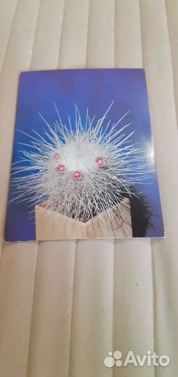 Открытки с кактусами