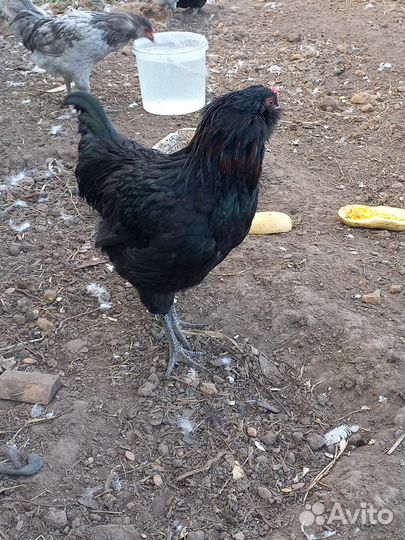 Петухи Амераукана
