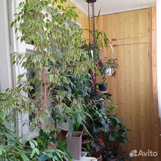 Комнатные цветы