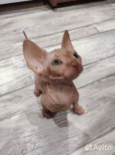 Донские сфинкс котята. Торг