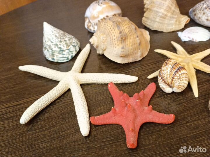 Морские ракушки и звезды