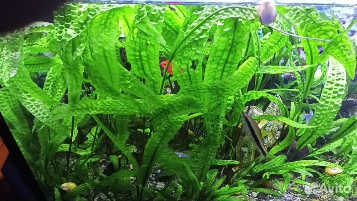 Криптокорина