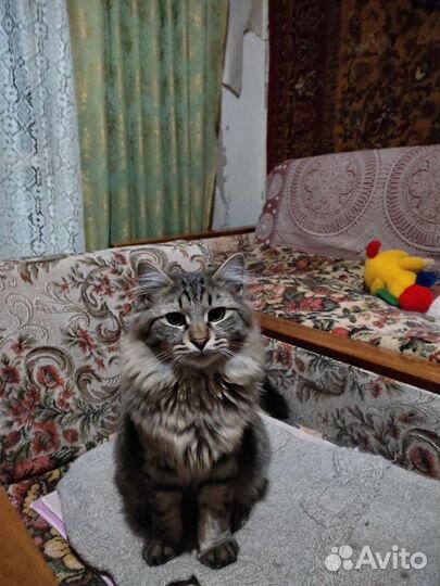 Кошка в добрые руки