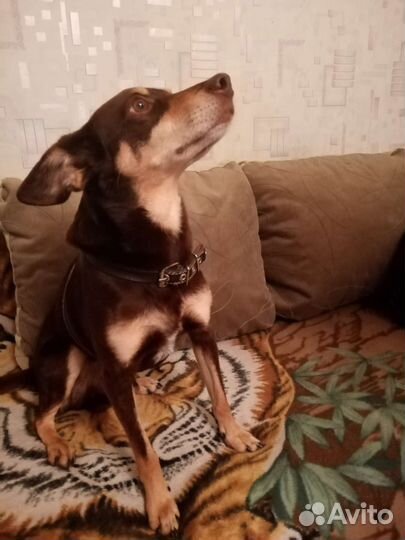 Цвергпинчер