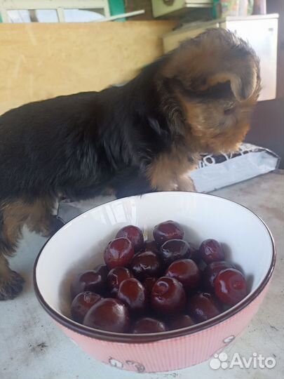 Йоркширский терьер