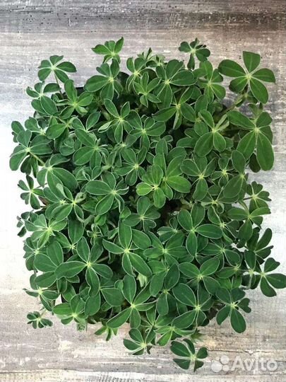 Микрозелень Омск