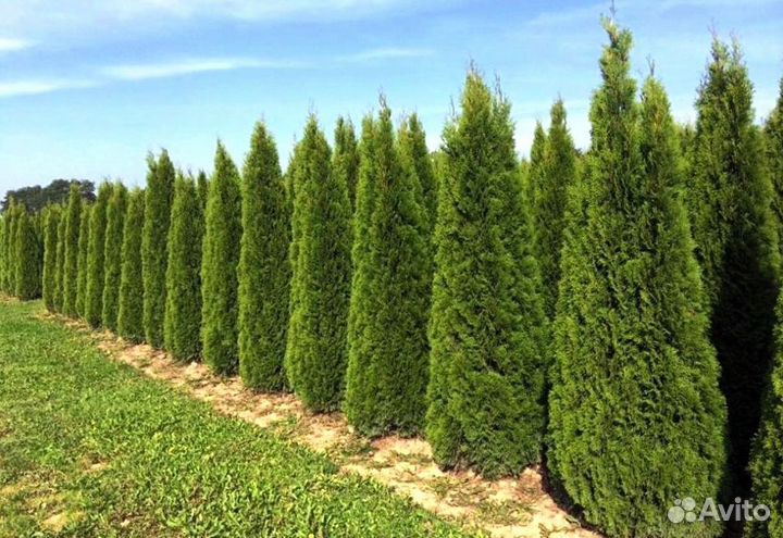 Туи вип класса