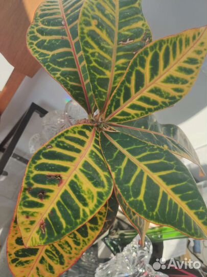 Кротон или кодеум, черенок 46 см высотой