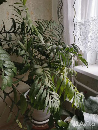 Продам цветы комнатные